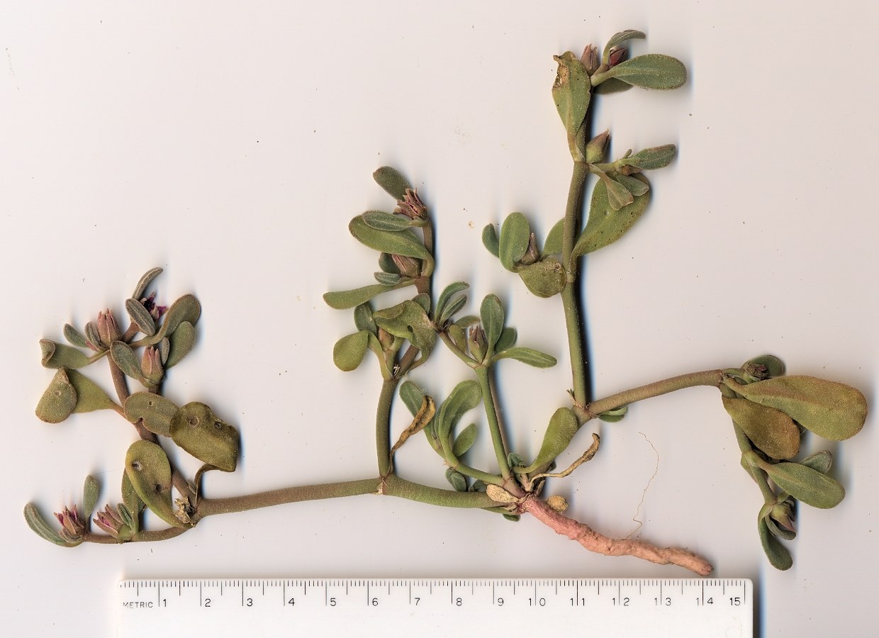 Aizoaceae Sesuvium verrucosum