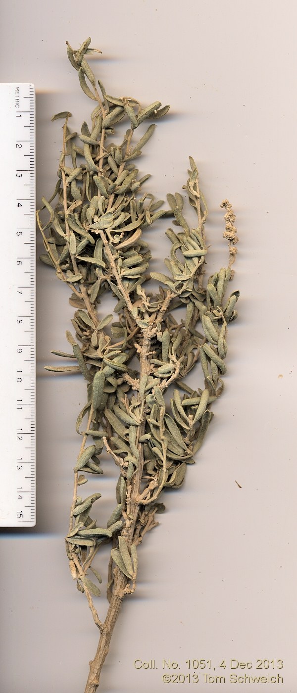 Chenopodiaceae Atriplex polycarpa