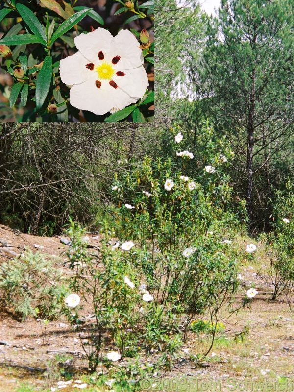 <I>Cistus</I> sp. common in the understory.