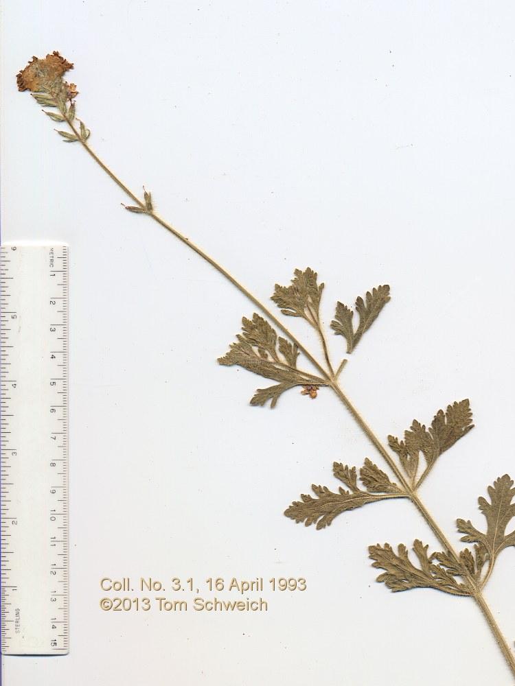 Verbenaceae Verbena gooddingii