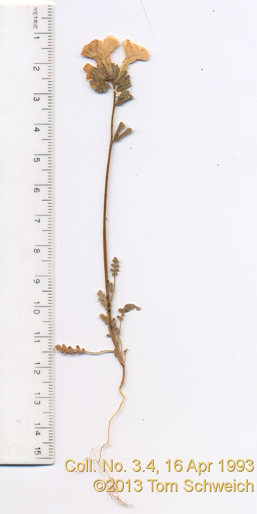 Boraginaceae Phacelia fremontii