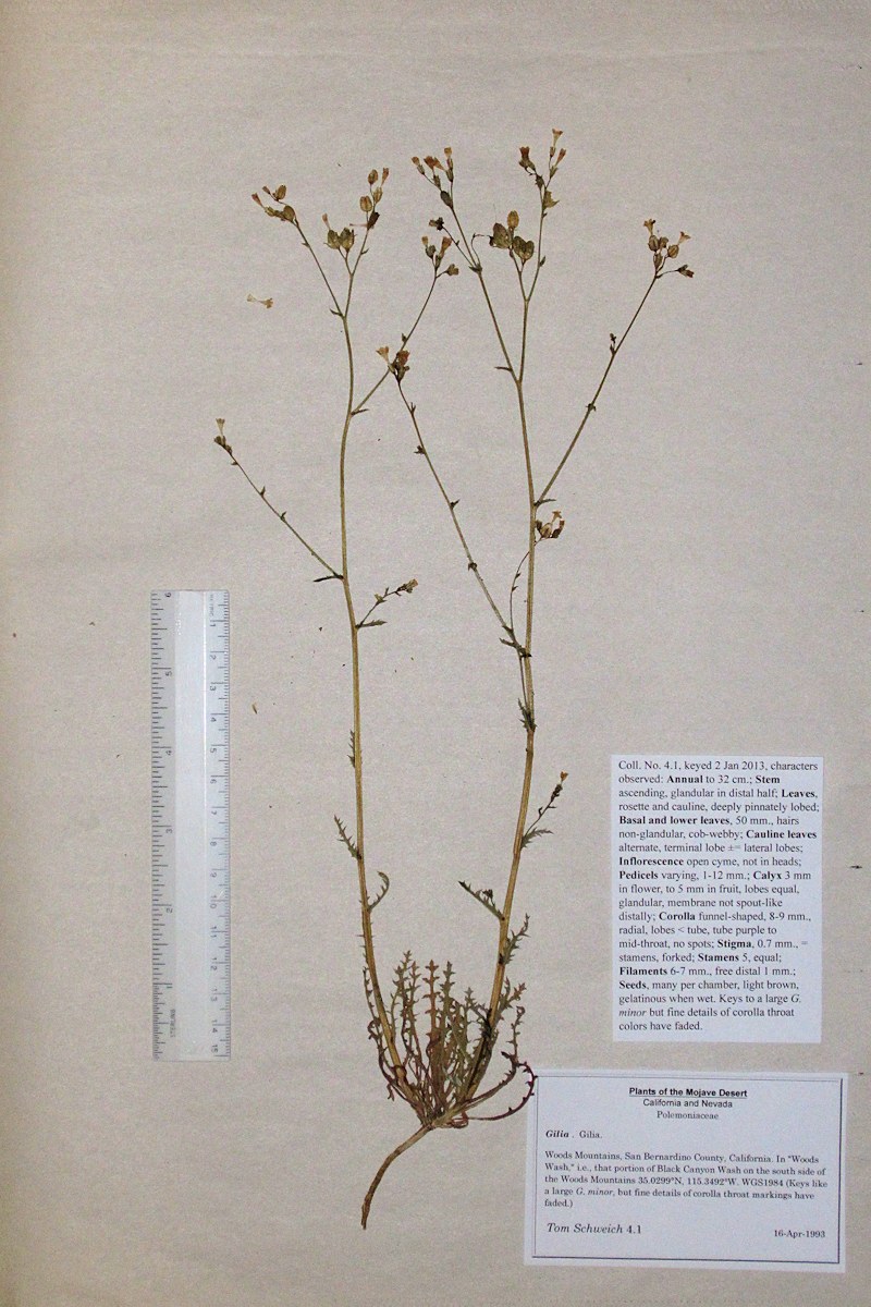 Polemoniaceae Gilia