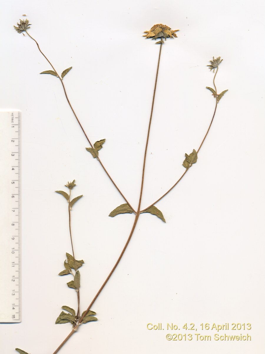 Asteraceae Encelia virginensis