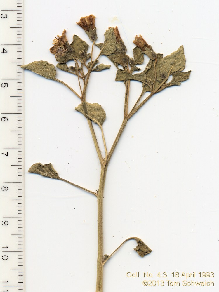 Solanaceae Physalis crassifolia