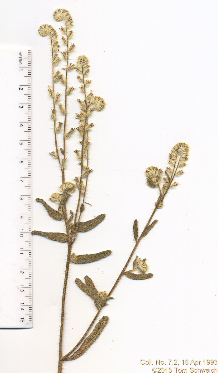 Boraginaceae Cryptantha muricata