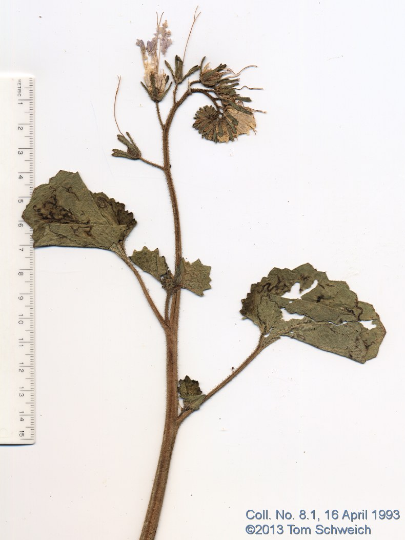 Boraginaceae Phacelia campanularia vasiformis