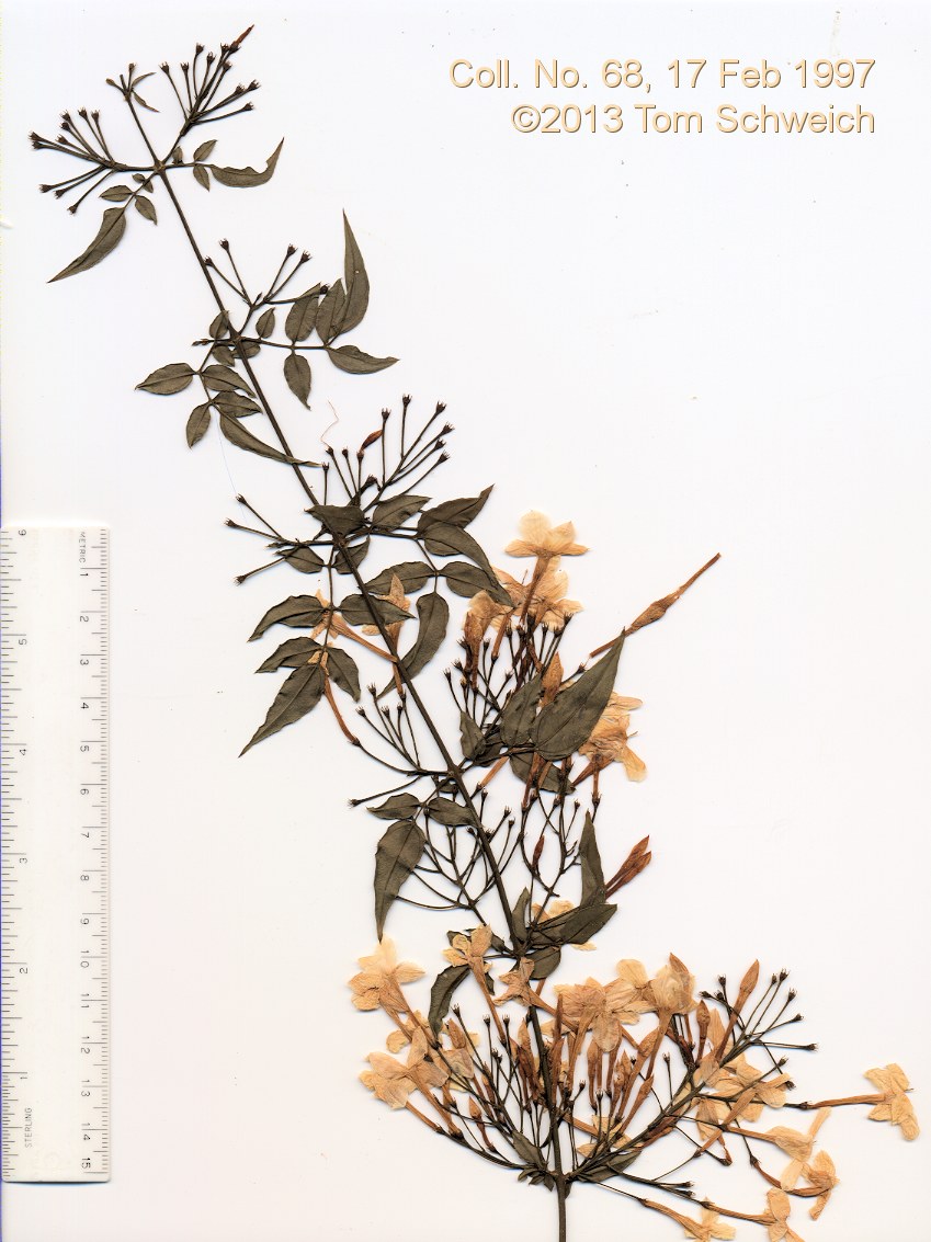 Oleaceae Jasminum