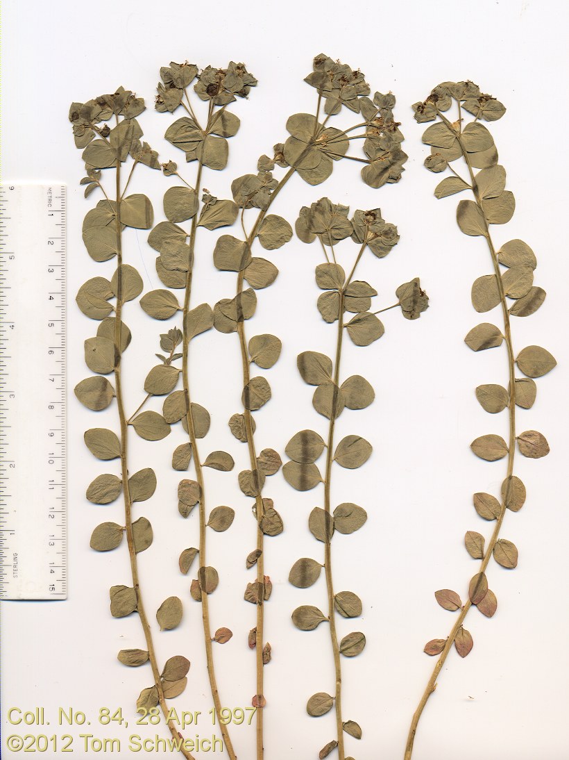 Euphorbiaceae Euphorbia schizoloba