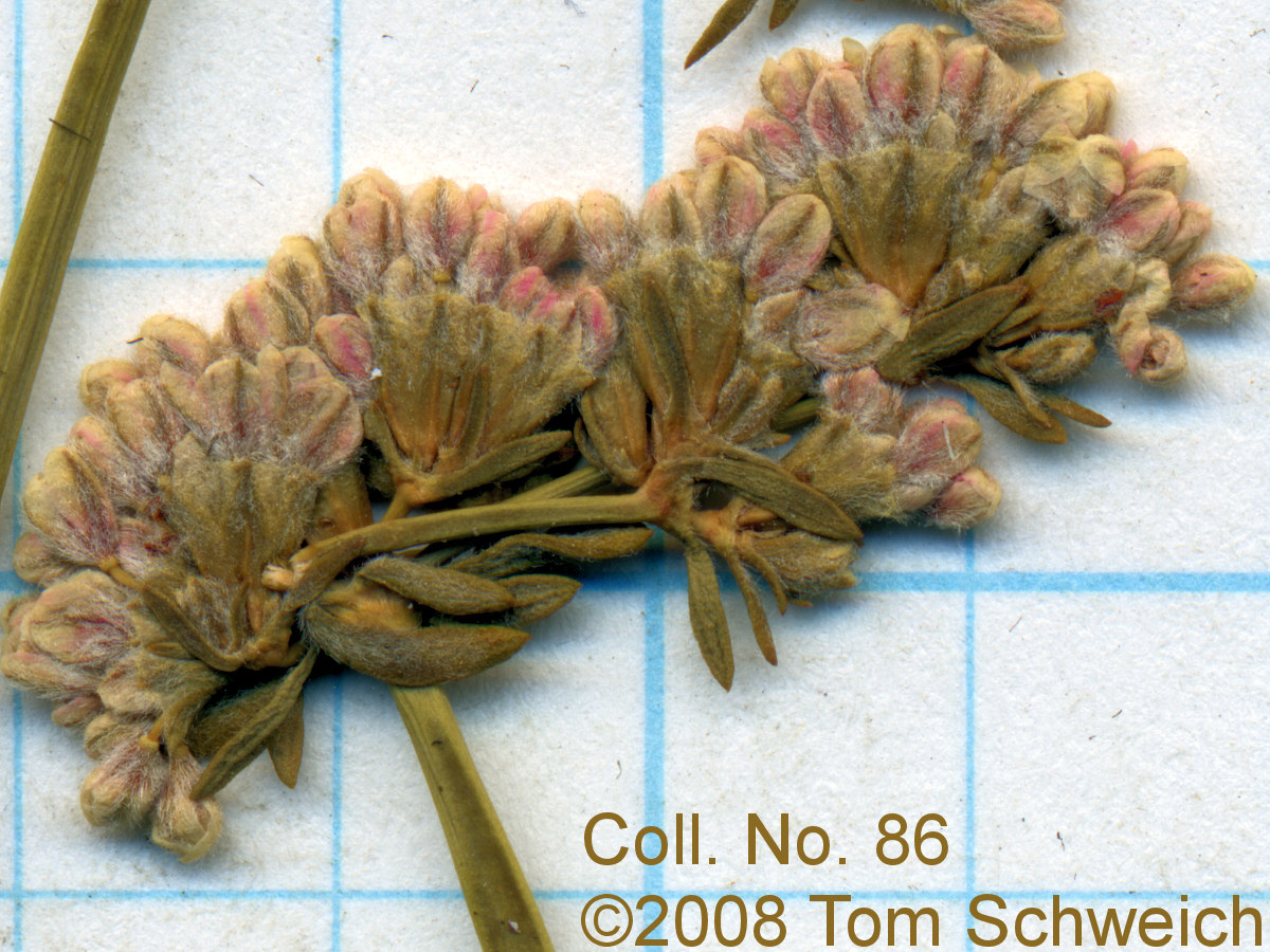 Polygonaceae Eriogonum fasciculatum polifolium