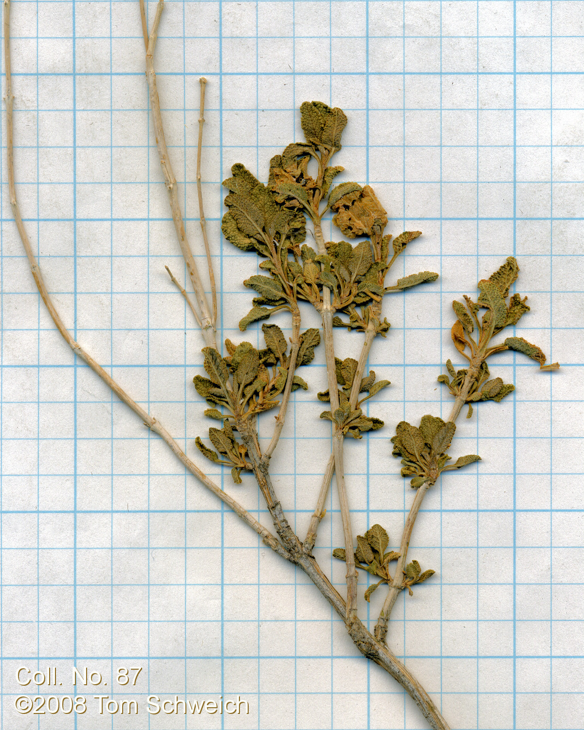 Lamiaceae Salvia mohavensis