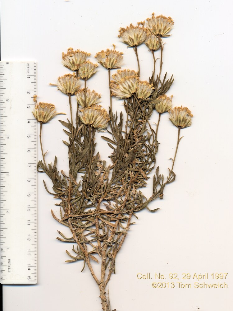 Asteraceae Ericameria linearifolia