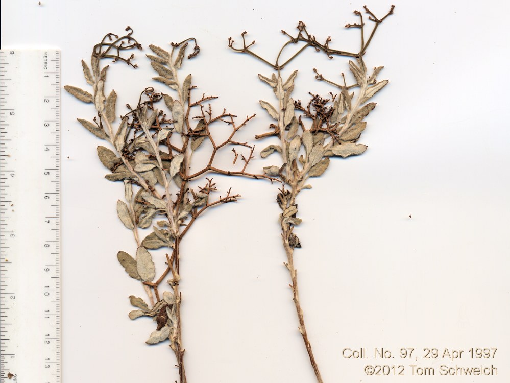 Polygonaceae Eriogonum microthecum