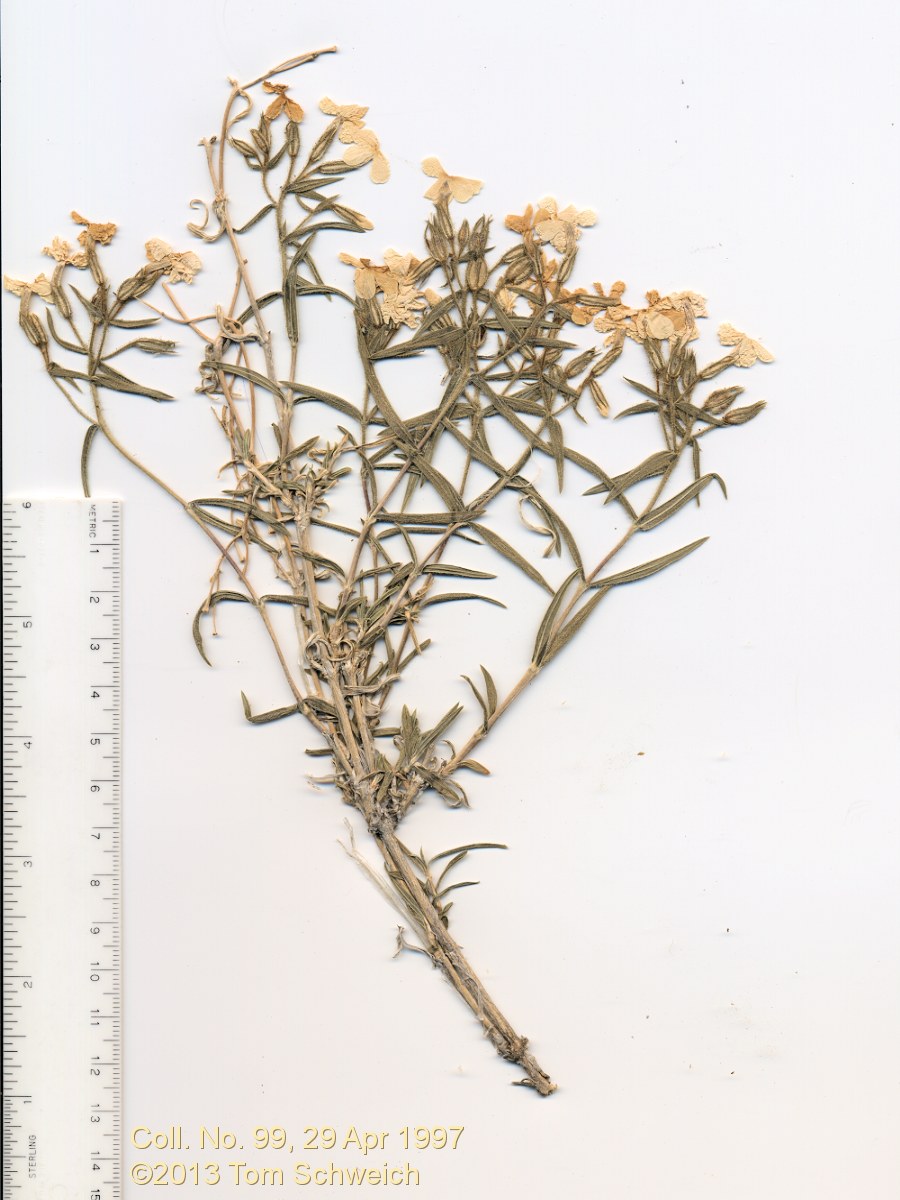 Polemoniaceae Phlox stansburyi stansburyi