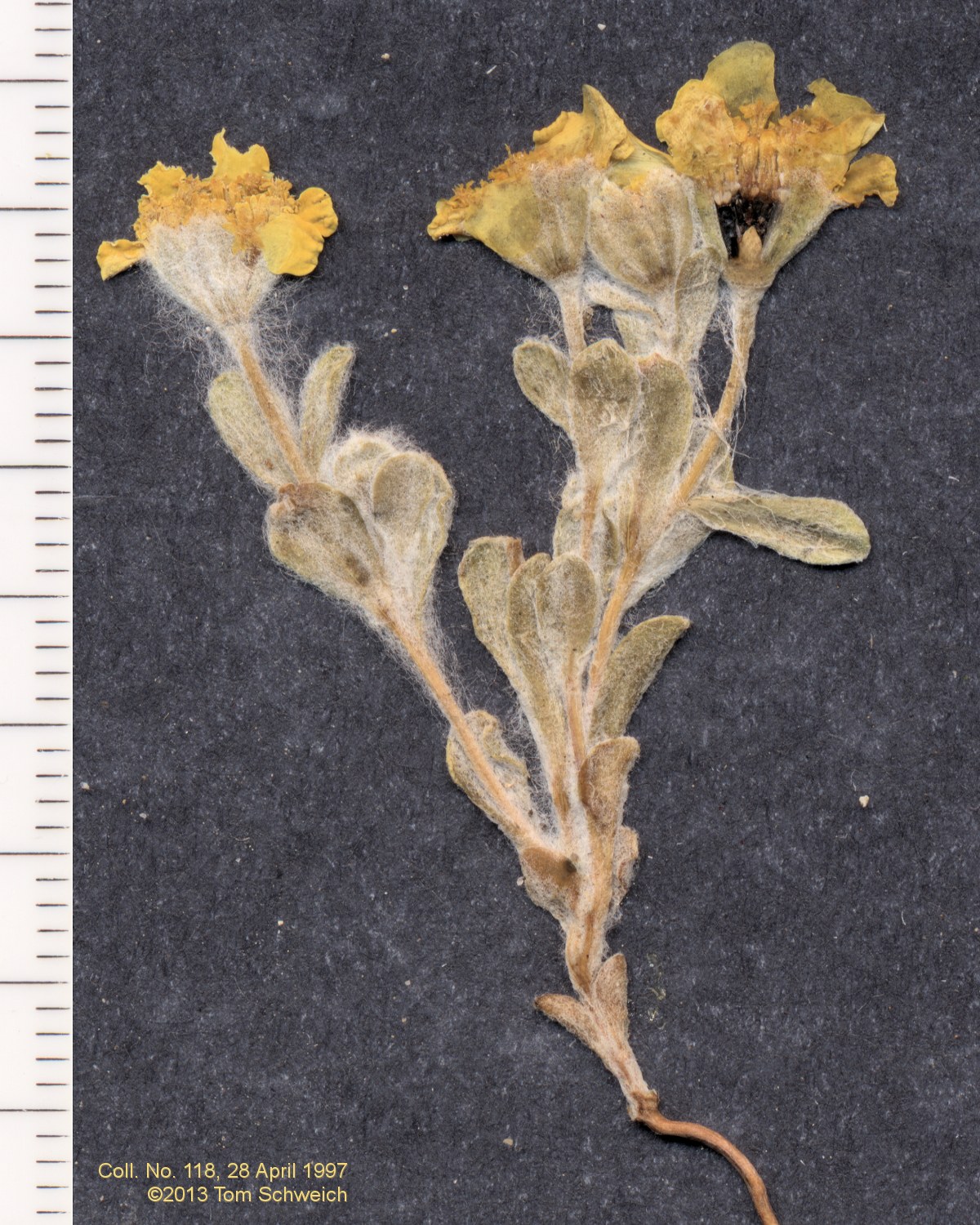 Asteraceae Eriophyllum wallacei