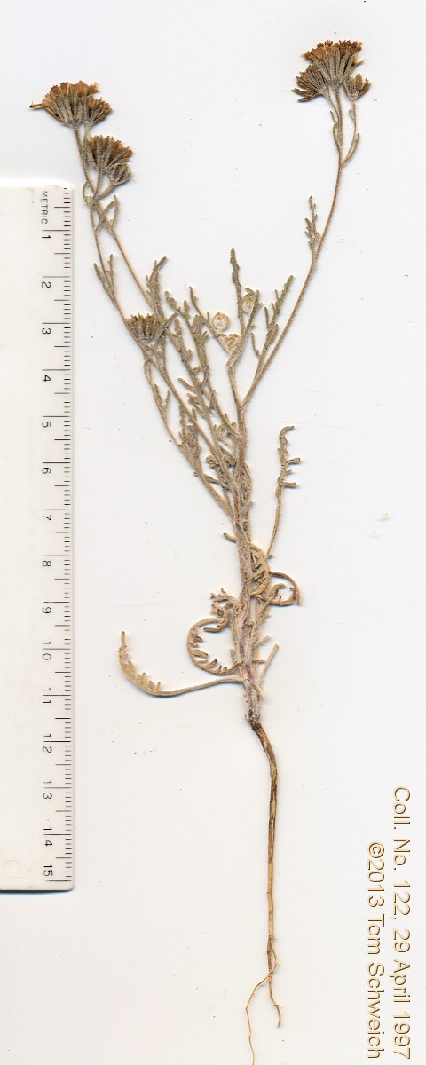 Asteraceae Chaenactis glabriuscula