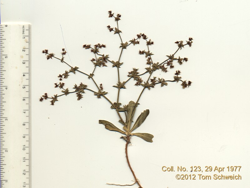 Polygonaceae Chorizanthe