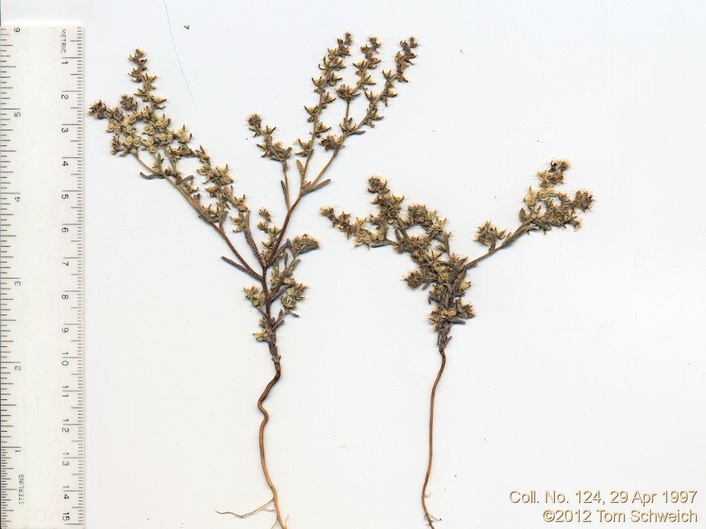 Boraginaceae Pectocarya setosa
