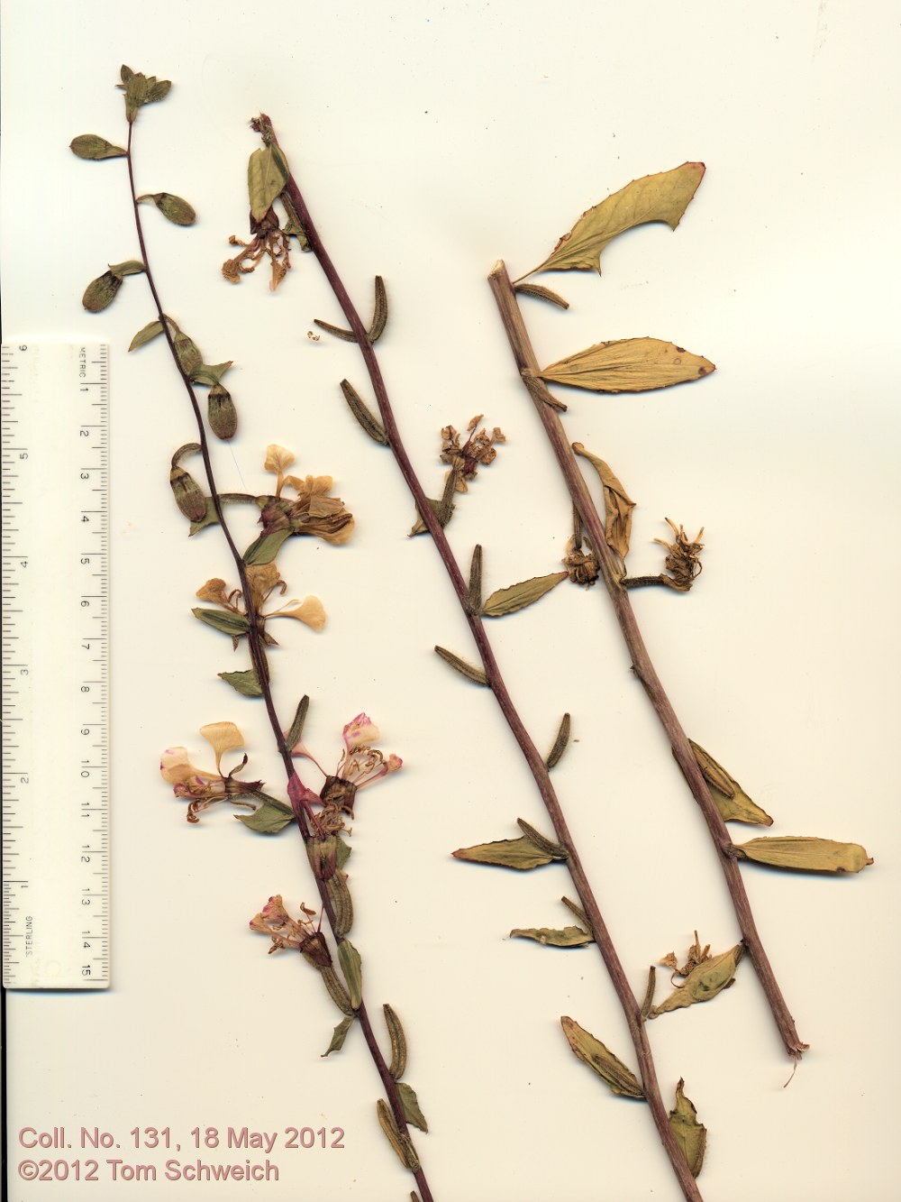 Onagraceae Clarkia unguiculata