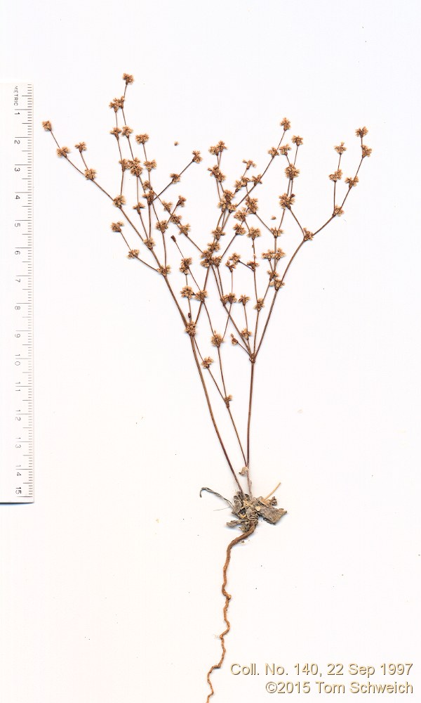 Polygonaceae Eriogonum davidsonii