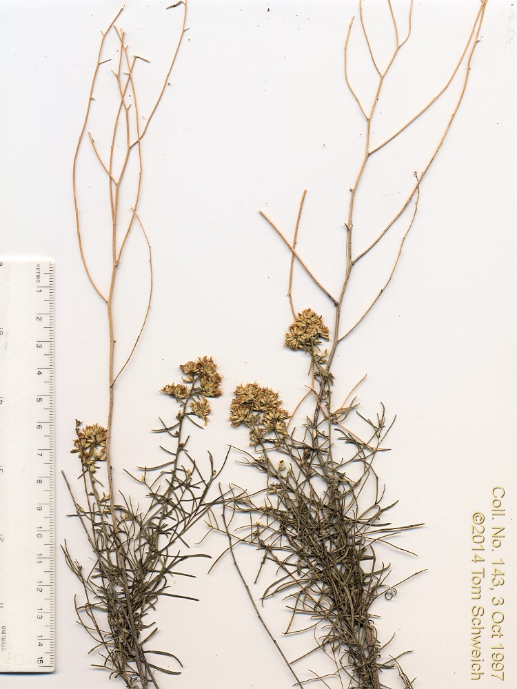 Asteraceae Gutierrezia microcephala