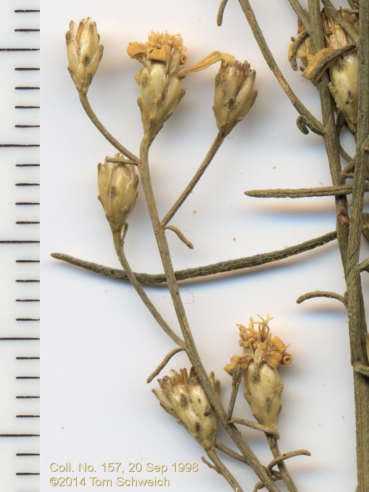 Asteraceae Gutierrezia microcephala