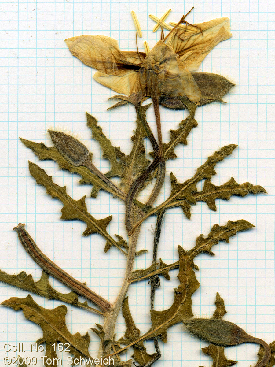 Onagraceae Oenothera californica avita