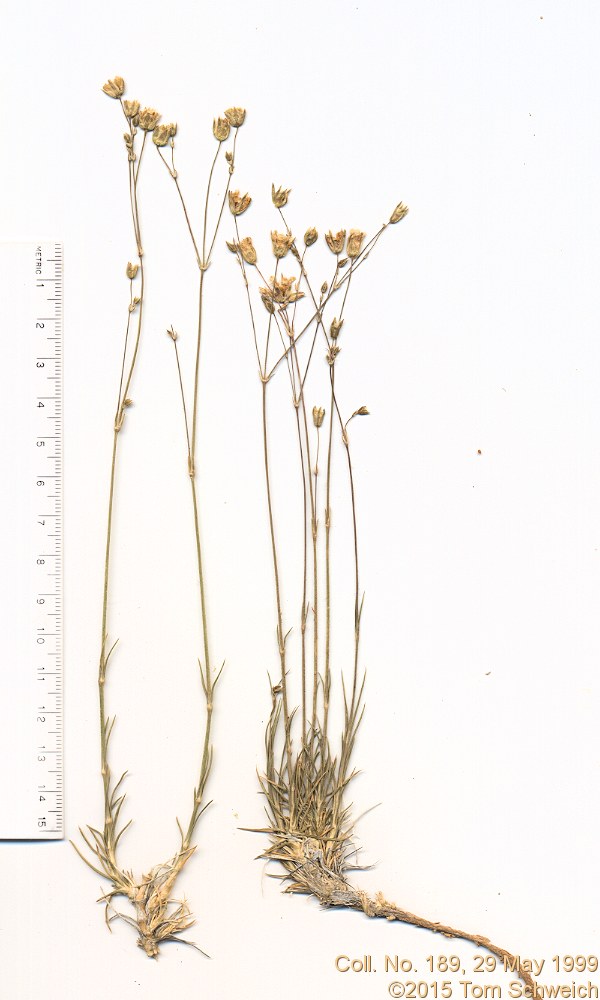 Caryophyllaceae Eremogone macradenia macradenia