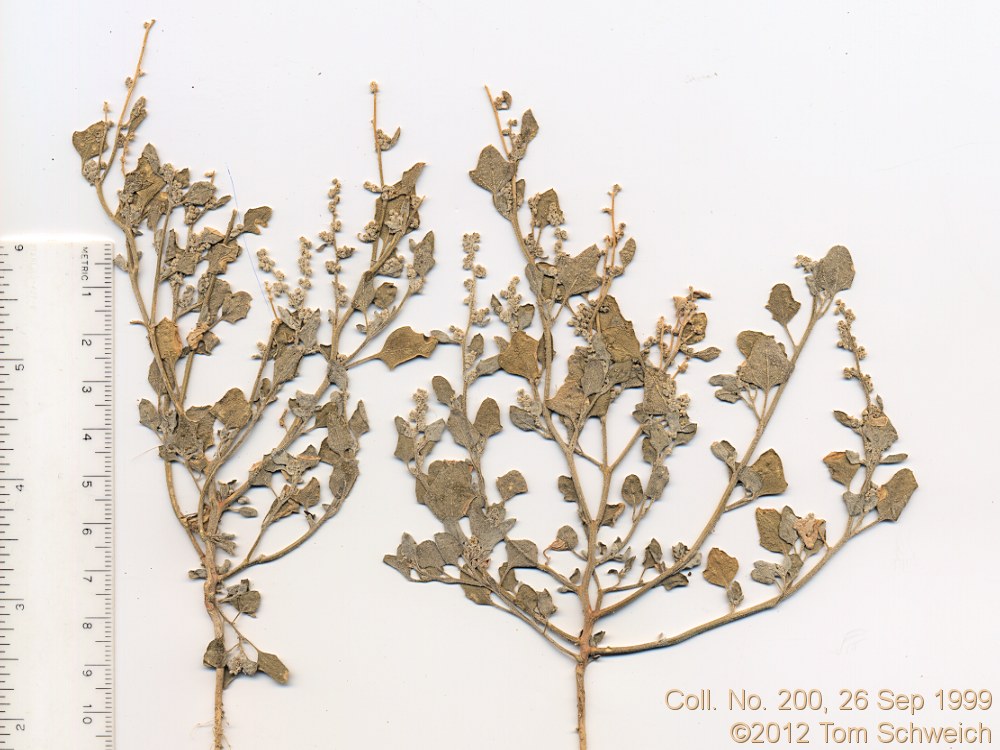 Chenopodiaceae Chenopodium incanum occidentale