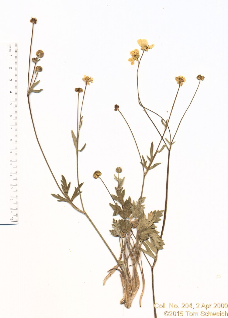 Ranunculaceae Ranunculus californicus californic