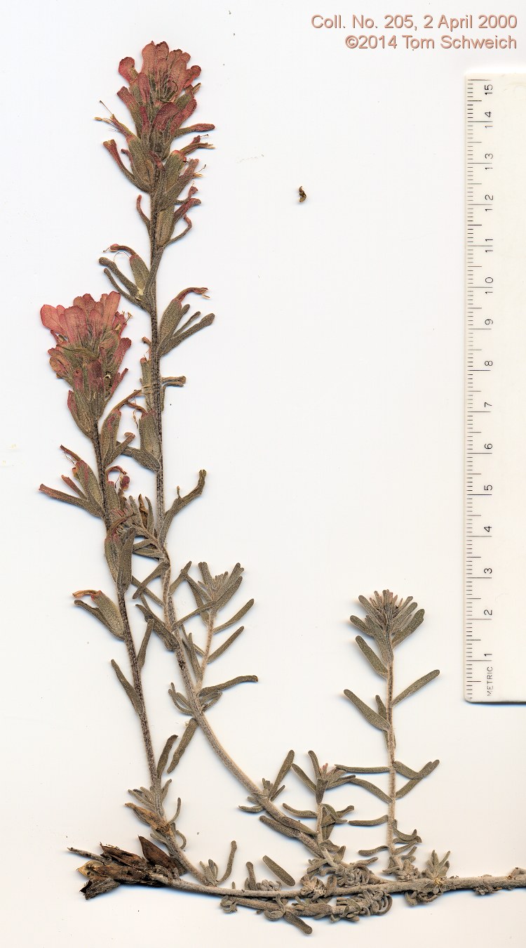 Orobanchaceae Castilleja foliolosa