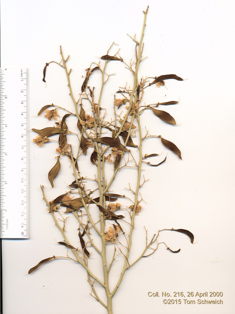 Fabaceae Parkinsonia aculeata