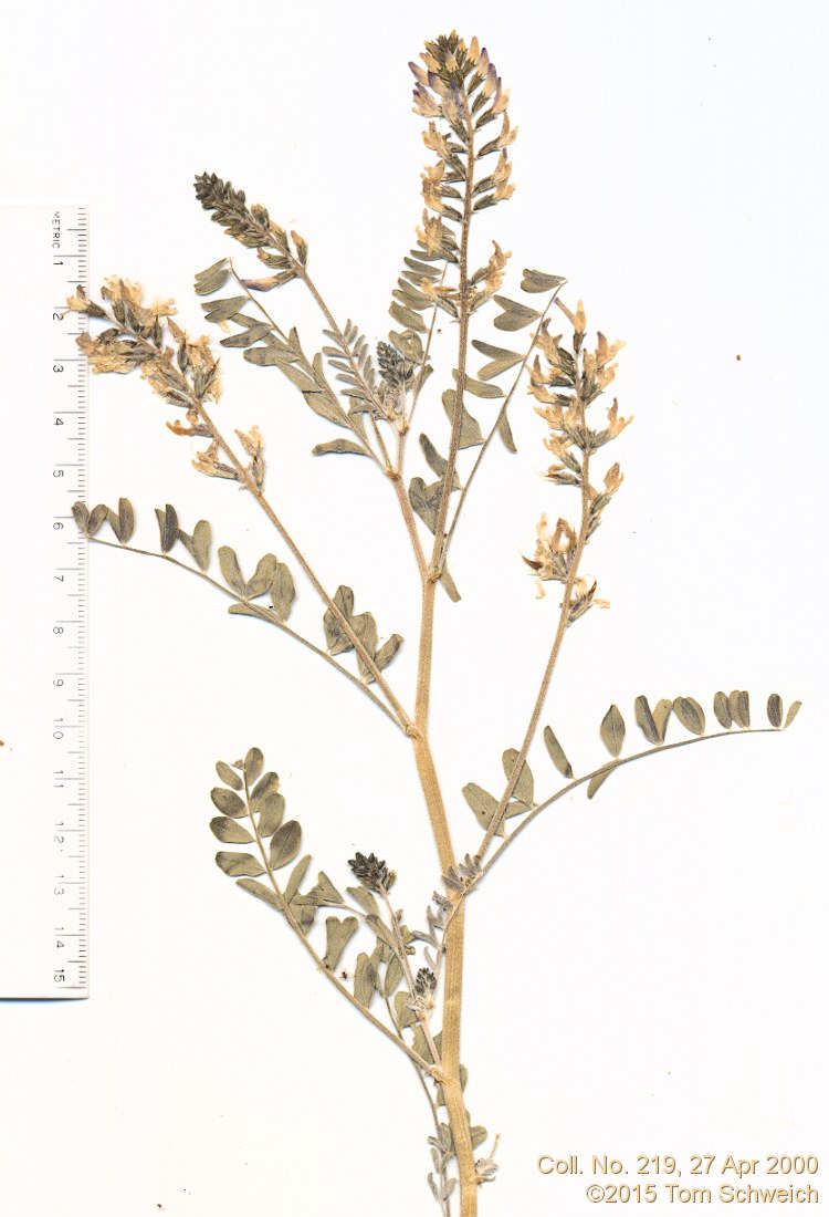 Fabaceae Astragalus lentiginosus fremontii
