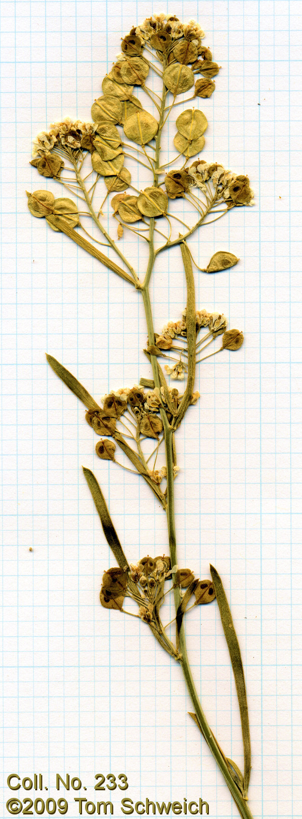 Brassicaceae Lepidium fremontii