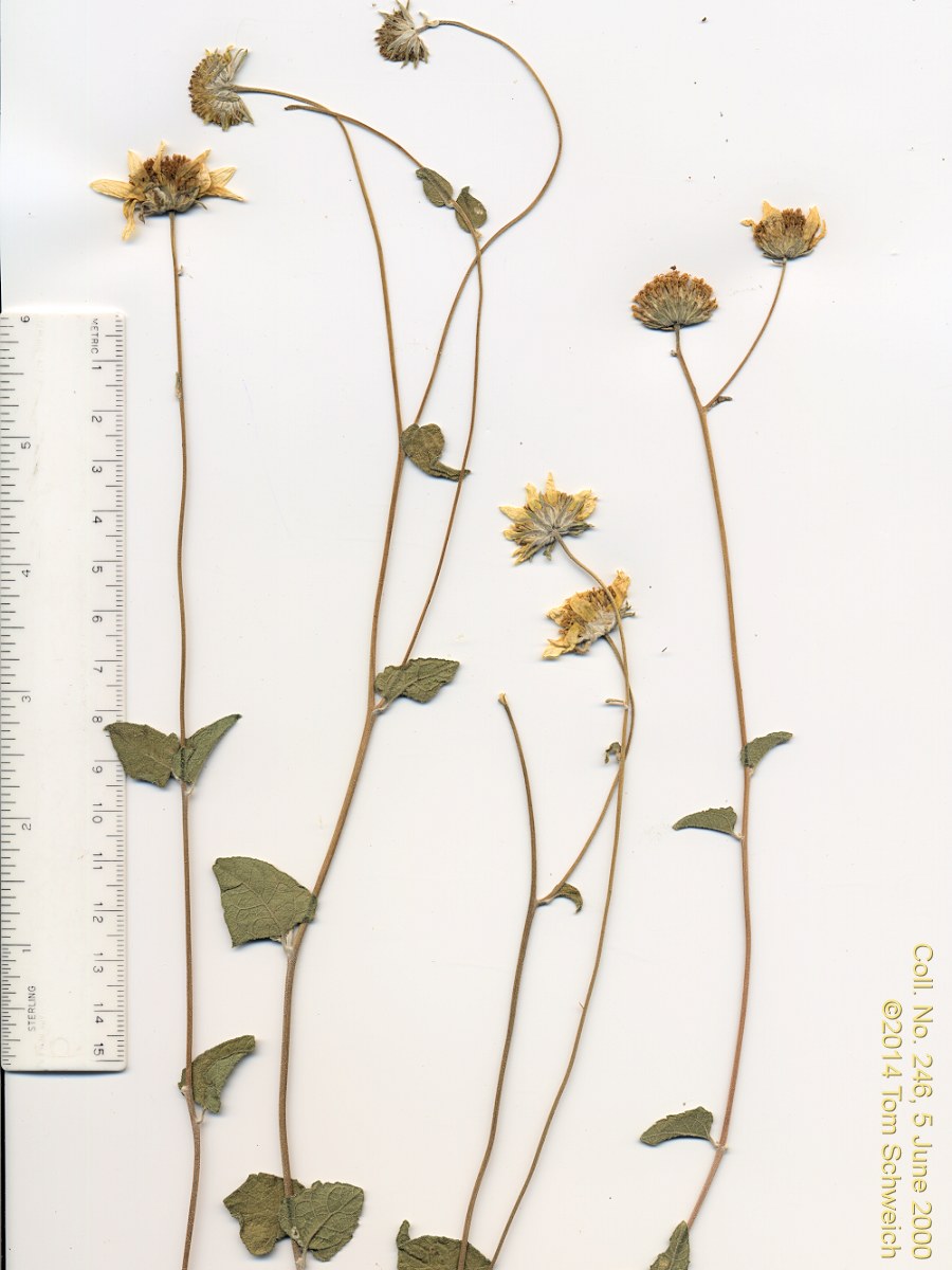 Asteraceae Bahiopsis parishii