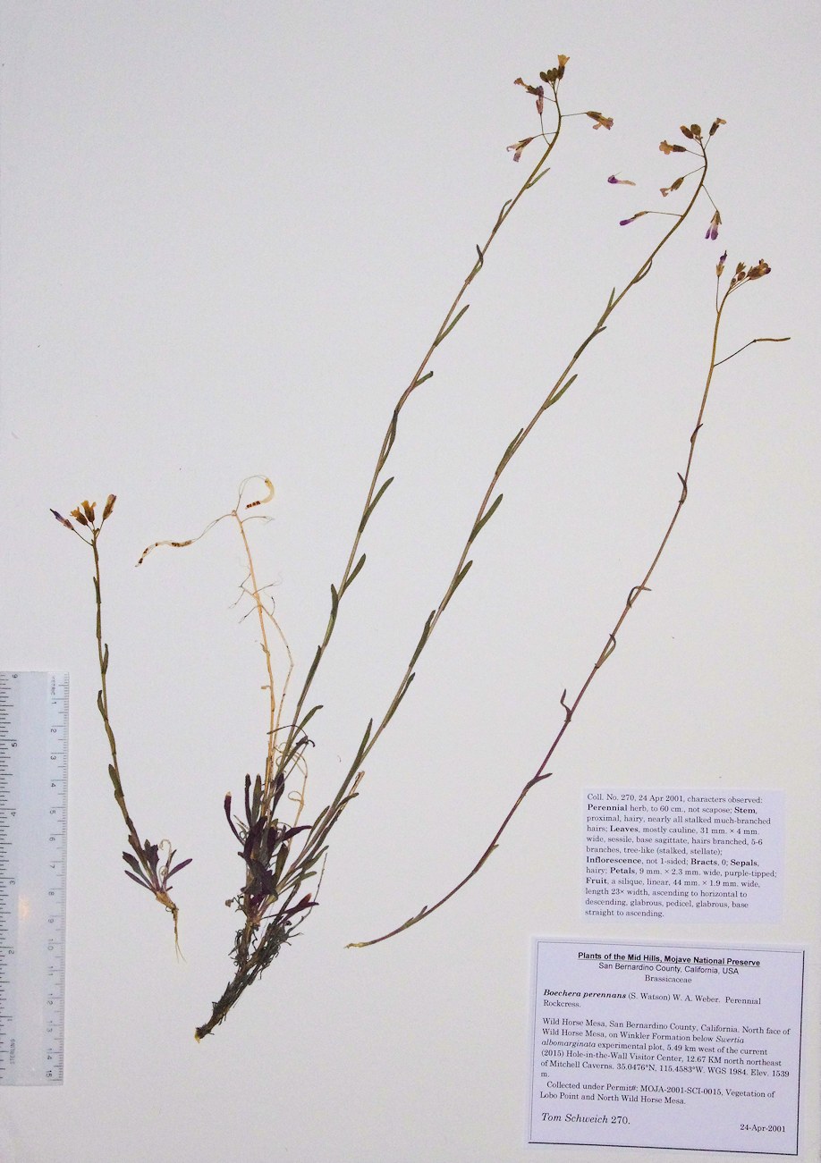 Brassicaceae Boechera perennans