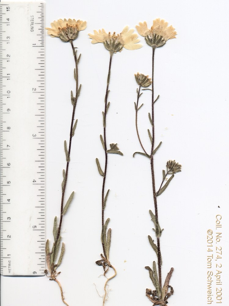 Asteraceae Layia glandulosa