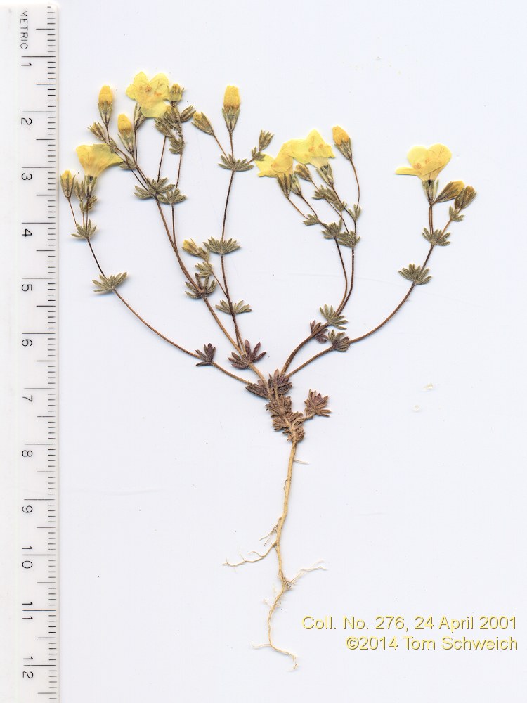 Polemoniaceae Leptosiphon aureus aureus