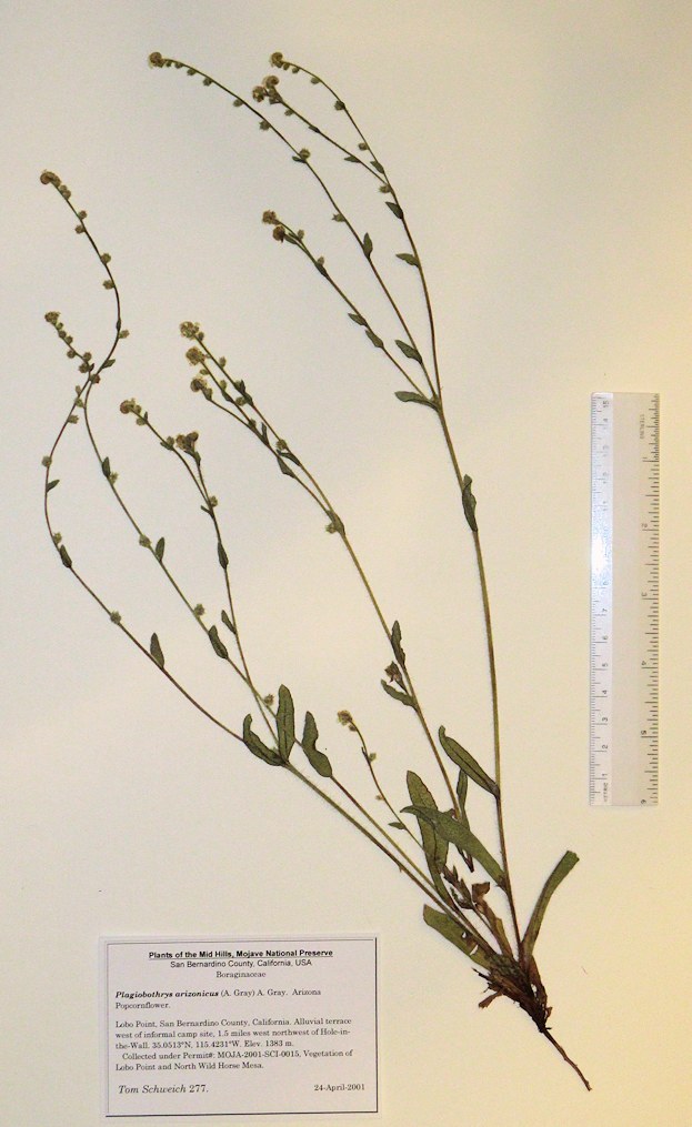 Boraginaceae Plagiobothrys arizonicus