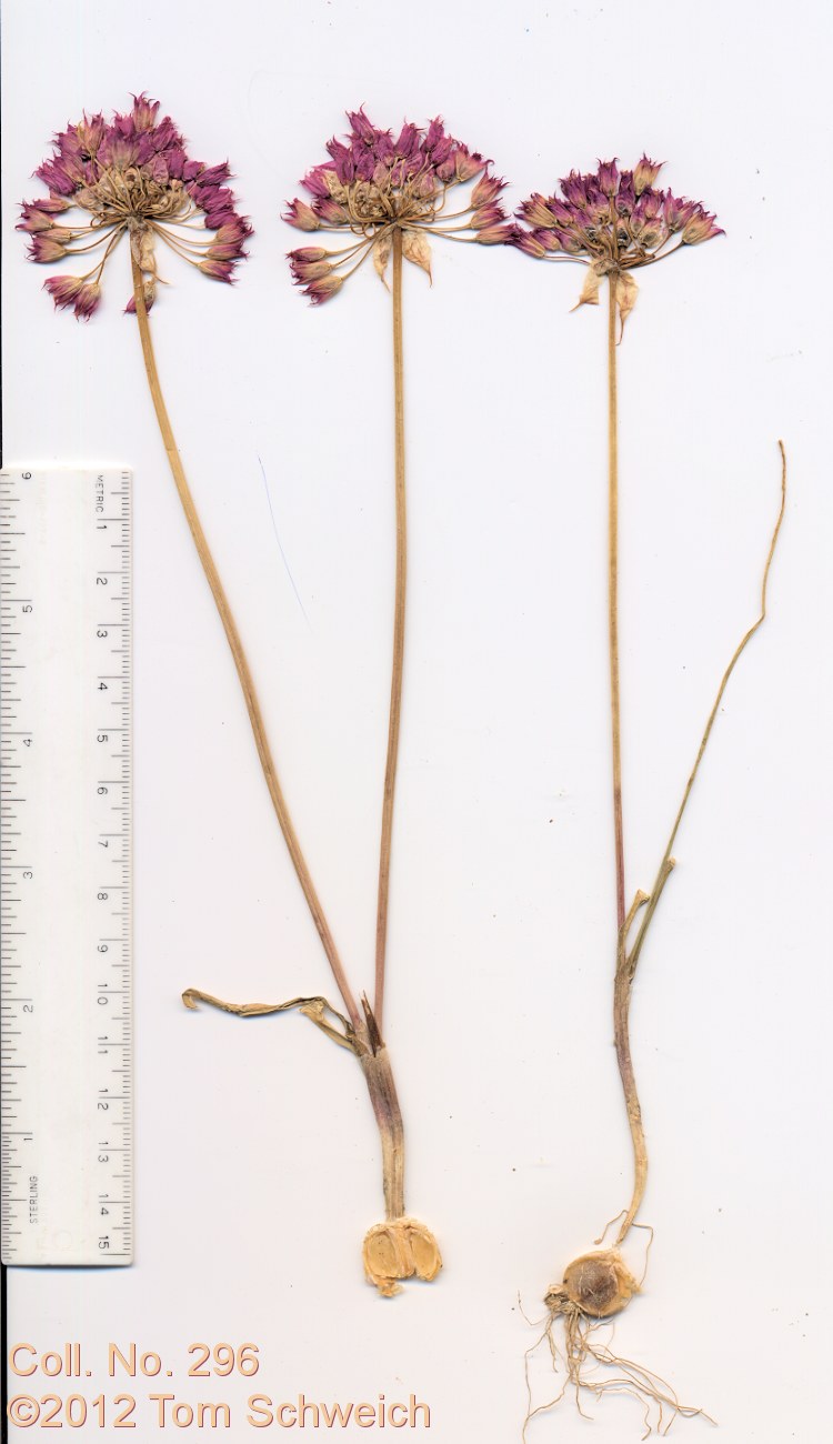 Alliaceae Allium acuminatum
