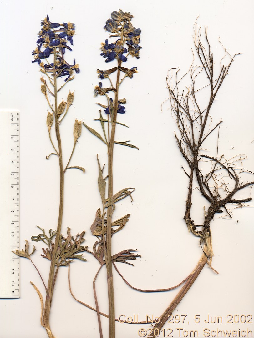 Ranunculaceae Delphinium andersonii