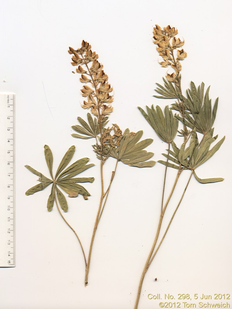 Fabaceae Lupinus arbustus