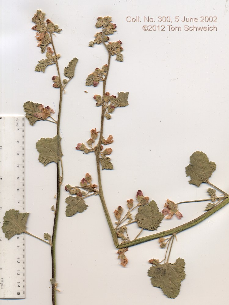 Malvaceae Sphaeralcea munroana