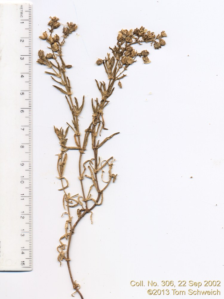 Caryophyllaceae Spergularia marina