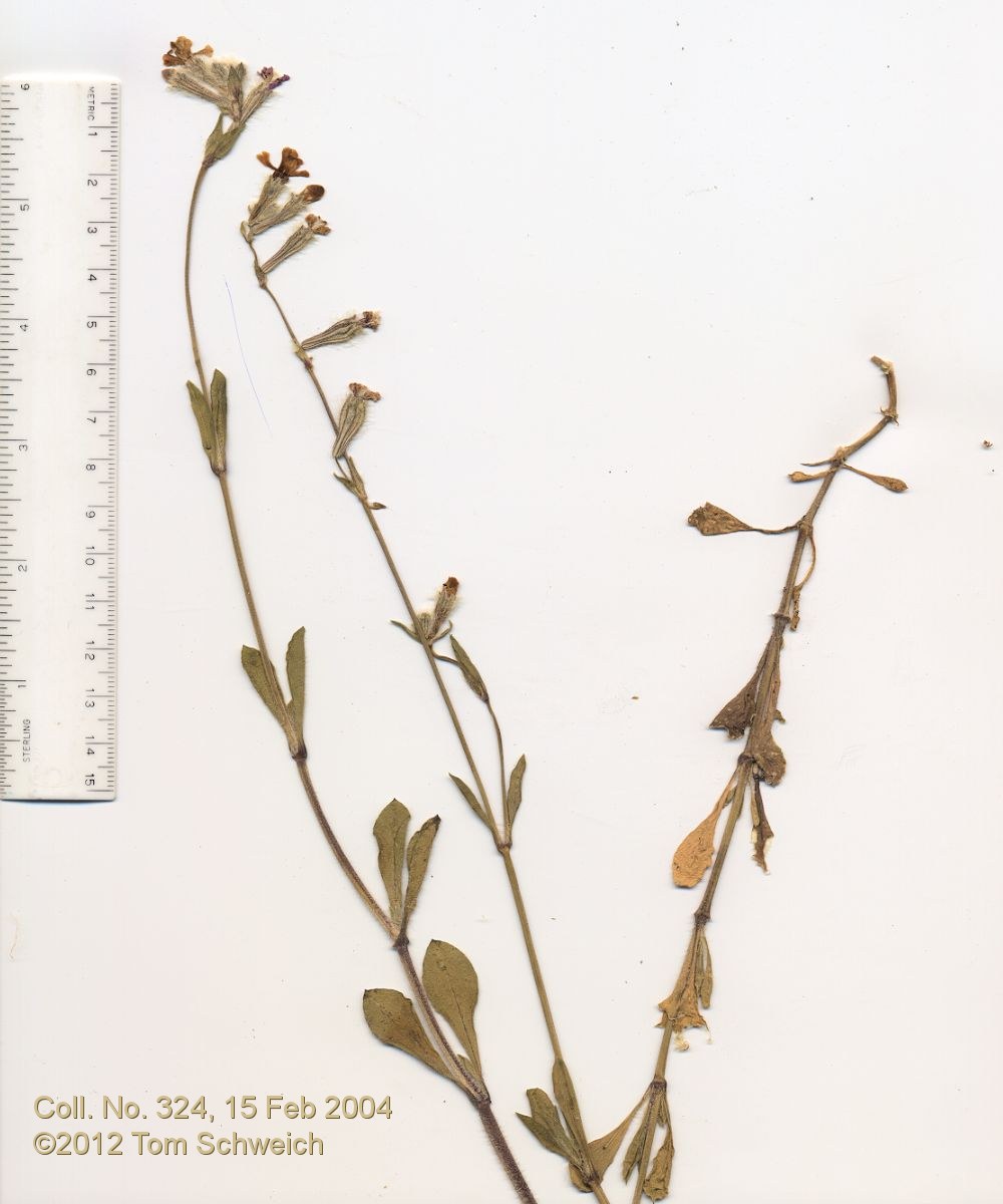 Caryophyllaceae Silene scabriflora