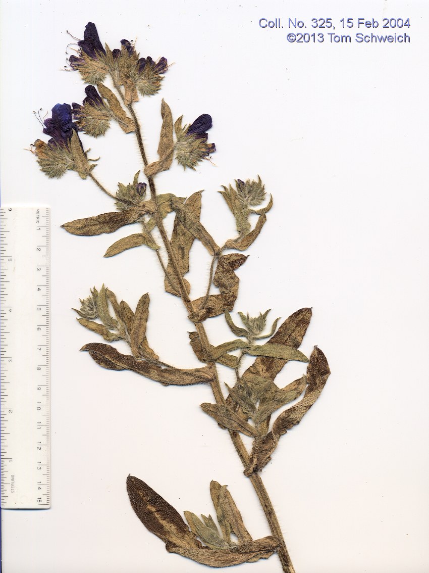 Boraginaceae Echium plantagineum