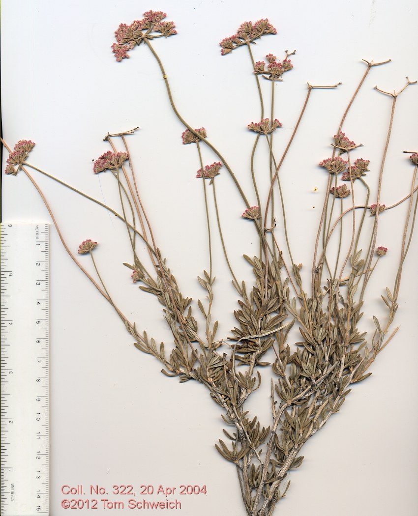 Polygonaceae Eriogonum fasciculatum polifolium