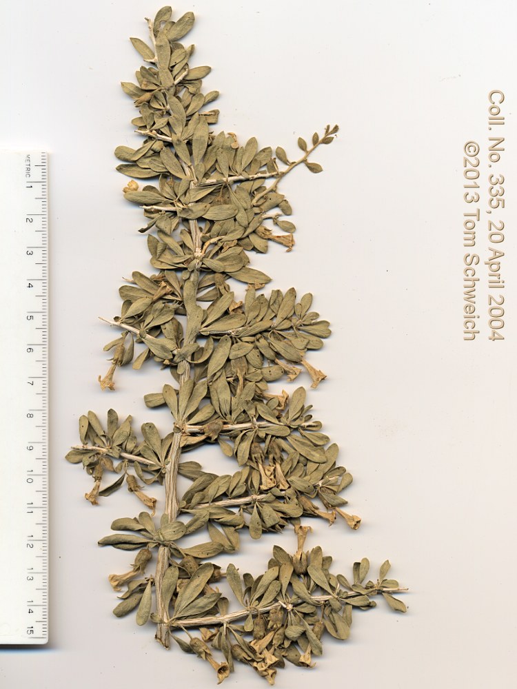 Solanaceae Lycium cooperi