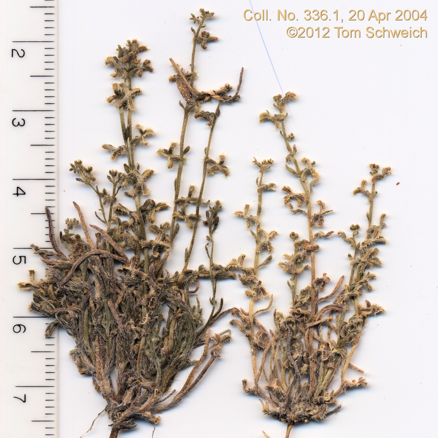 Boraginaceae Pectocarya heterocarpa