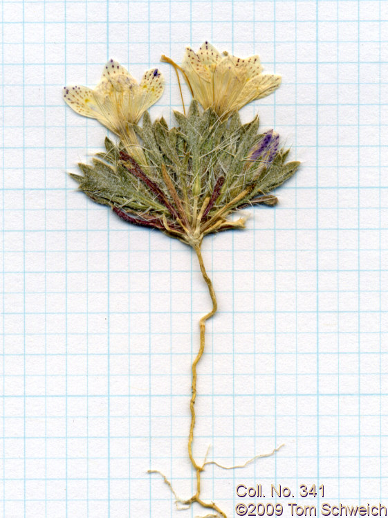 Polemoniaceae Langloisia setosissima punctata