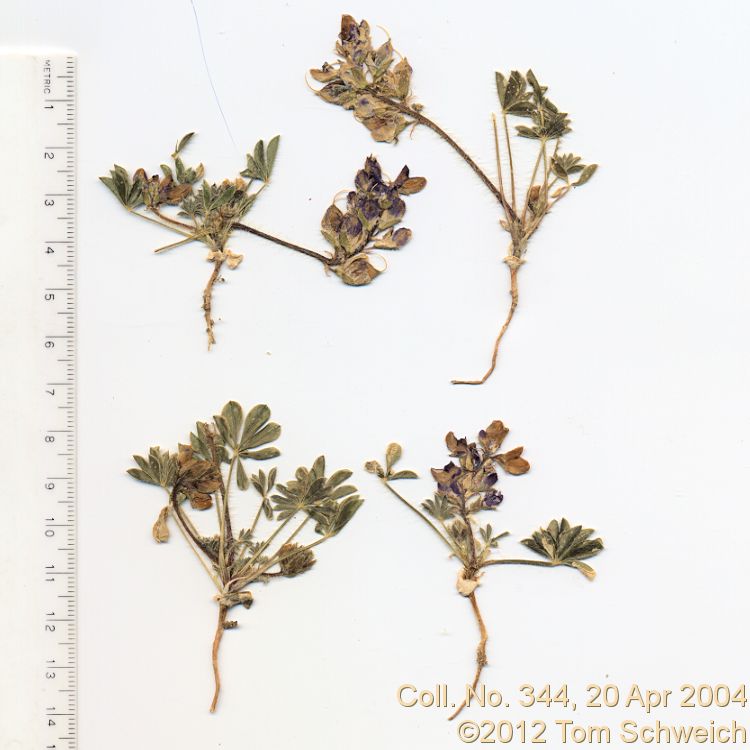 Fabaceae Lupinus flavoculatus